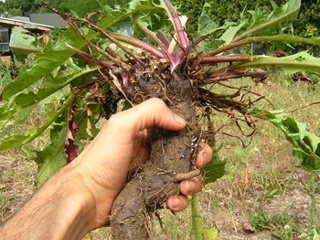 giant dandelion root