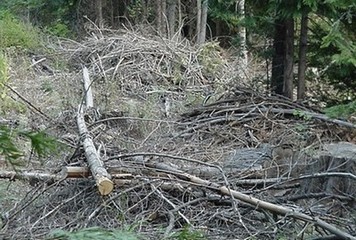 piles of dead wood
