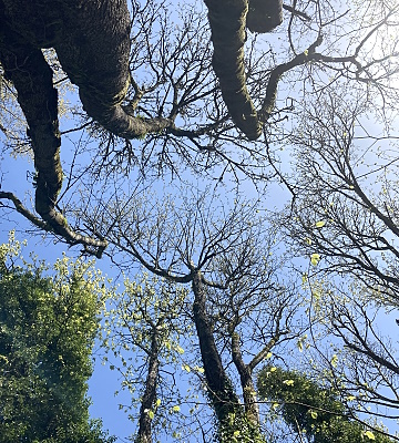 budding trees against the sky